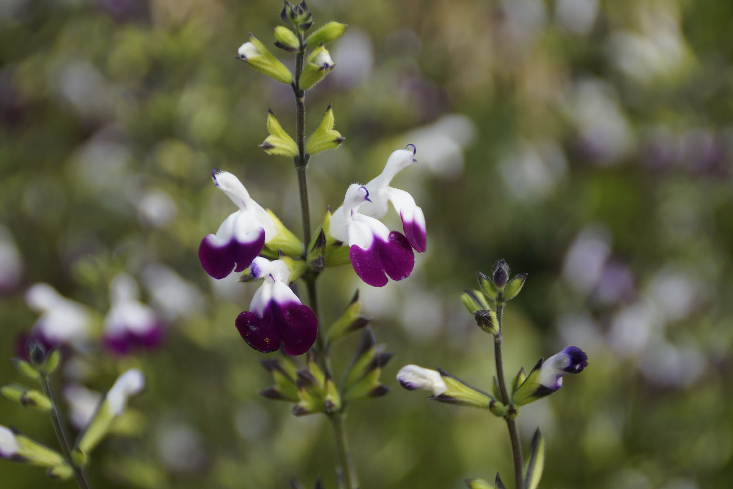 Salvia 'Amethyst Lips' (Hardy's Cottage Garden Plants/PA)