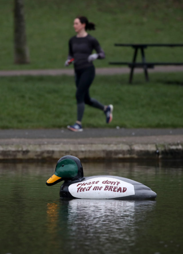 A jogger makes her way past the pond and a giant plastic duck