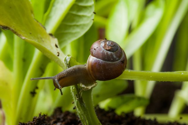 Slugs and snails are a perennial problem for gardeners (RHS/Neil Hepworth/PA)