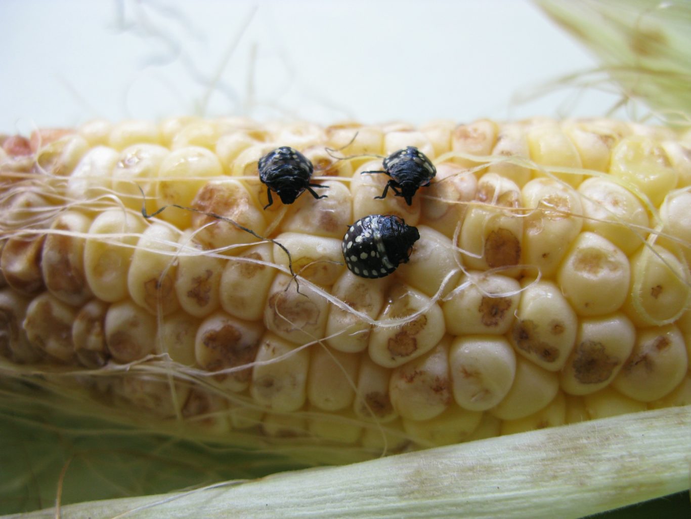 Warm summer sees beanloving bug jump into top 10 list of garden pests