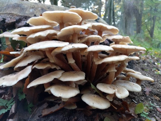 Honey fungus topped the list of diseases in the annual ranking (RHS/Jassy Drakulic/PA)