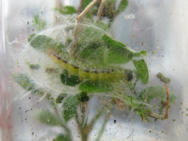 Box tree moth caterpillars topped the pest list again in 2018 (RHS/Andrew Halstead/PA)