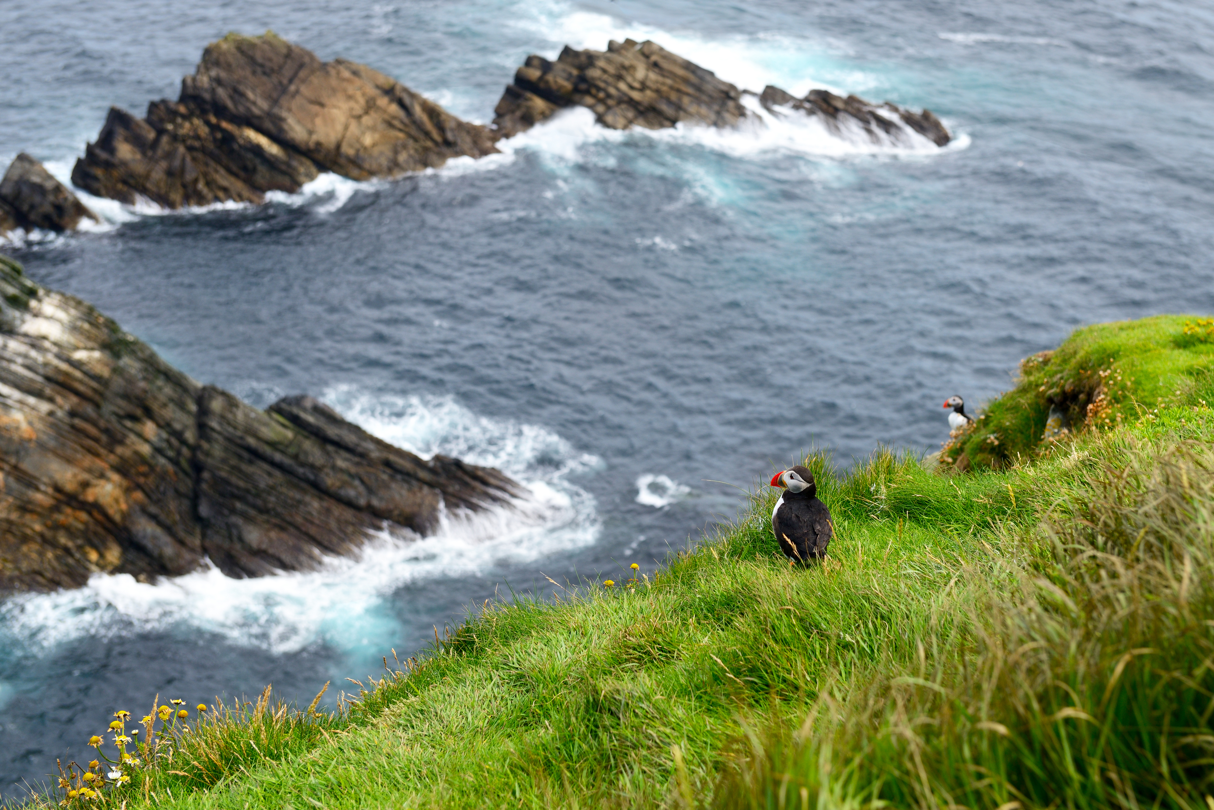 Atlantic Puffin (Fratercula arctica) stood on cliff top