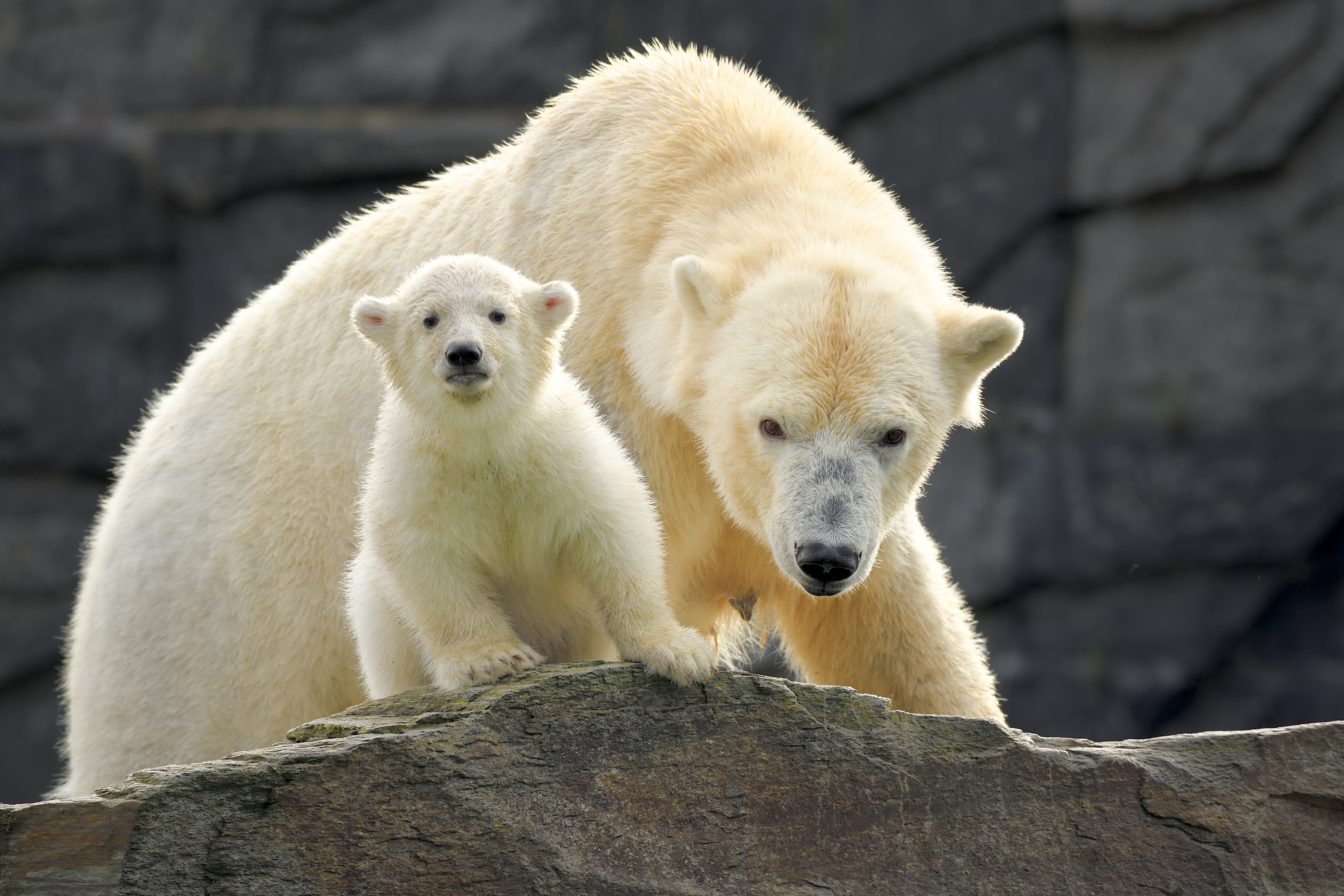 Polar bear Tonya and her young cub at Tierpark Berlin