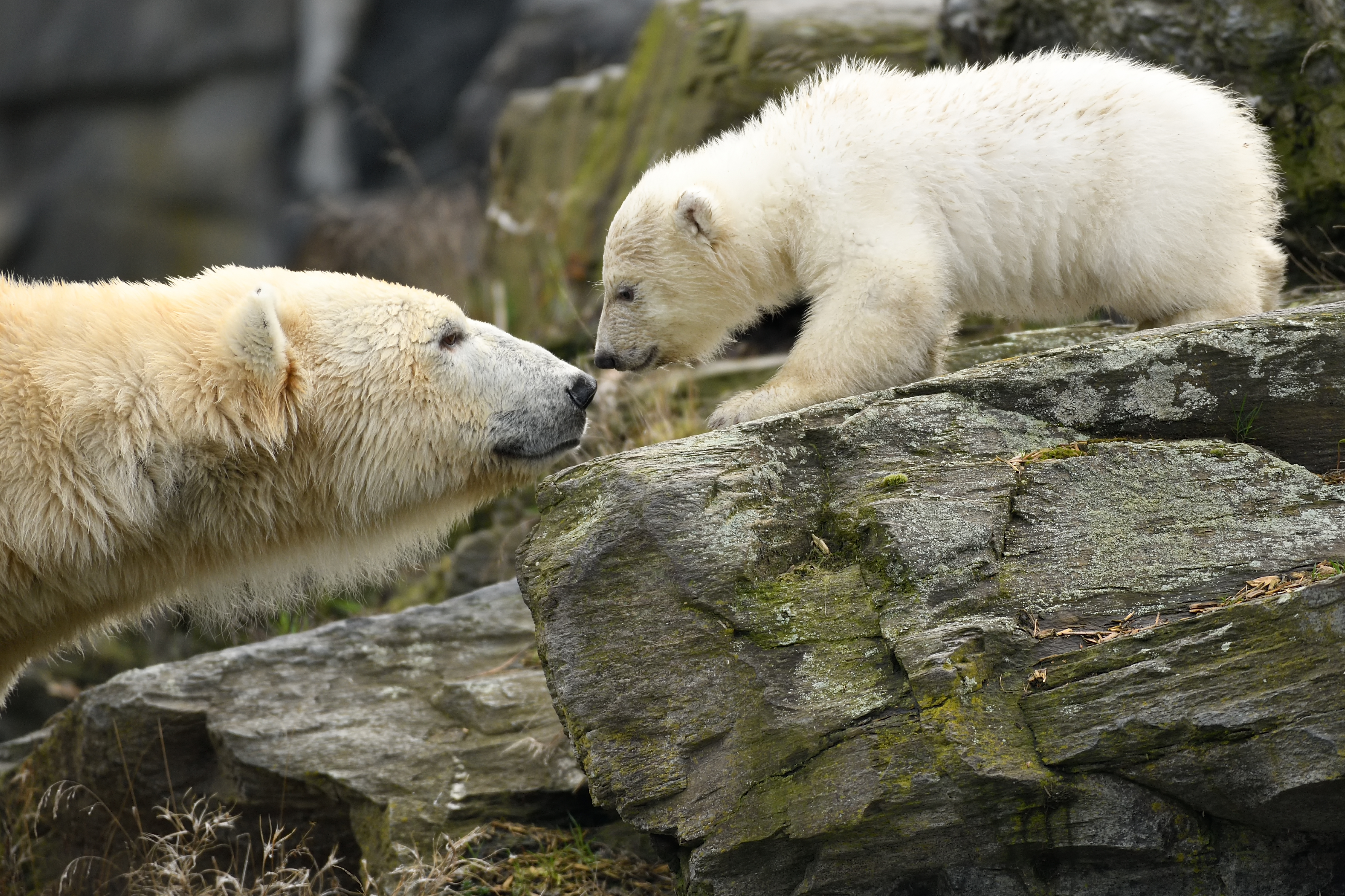 Polar bear Tonya and her young cub at Tierpark Berlin