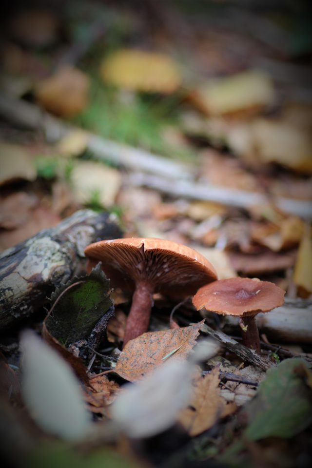 Curry milkcaps smell strongly of curry powder as they dry (Alastair Hotchkiss/Woodland Trust/PA)