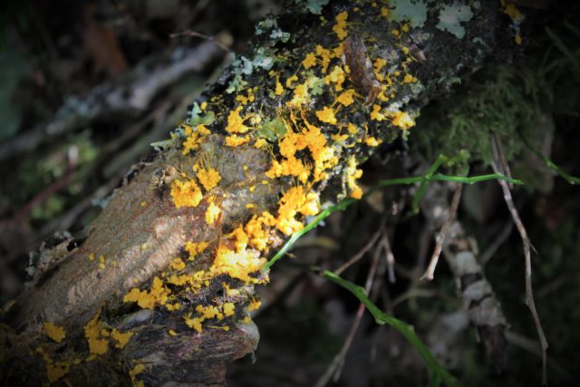 Slime mould has a 'memory' (Alastair Hotchkiss/Woodland Trust/PA)