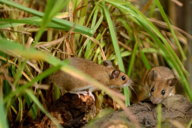 The yellow-necked mouse is also on the list (Anne-Marie Kalus/Woodland Trust/PA)