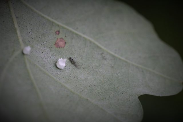 The 'Mr Whippy' spider lays eggs sacks which look like ice-cream (Woodland Trust/PA)