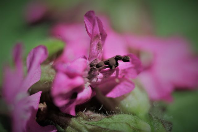 Campion anther smut (Alastair Hotchkiss/Woodland Trust/PA)