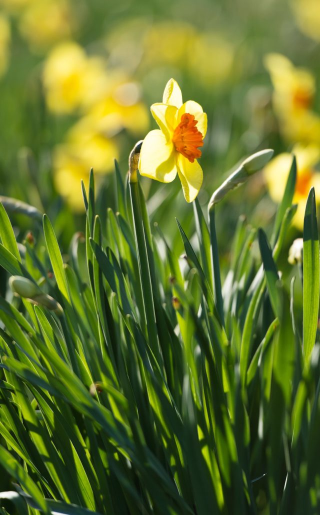 Daffodils are largely shunned by deer (RHS/Adam Duckworth/PA)