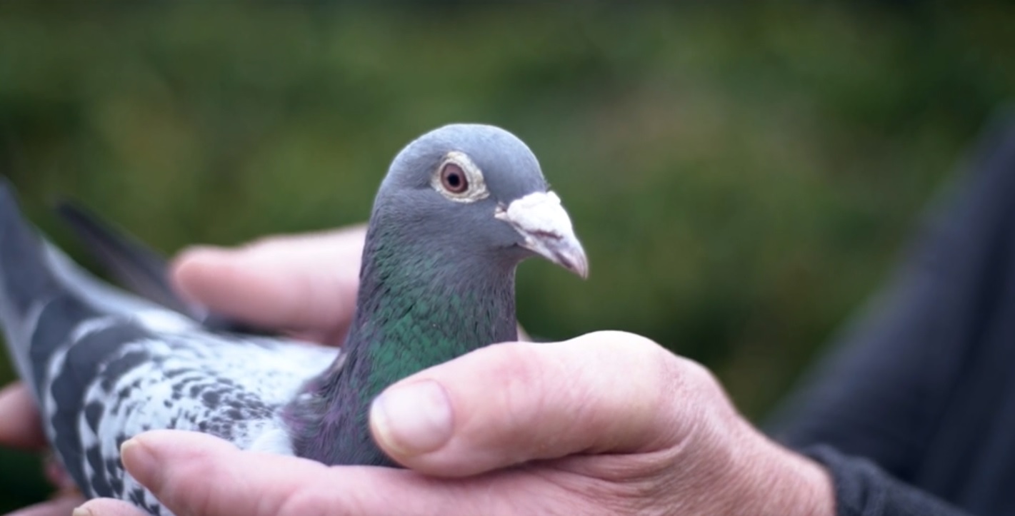 Armando the record-breaking pigeon