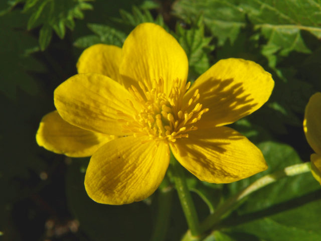 Marsh marigolds are being found less frequently in woods (Andrew Gagg/Plantlife/PA)