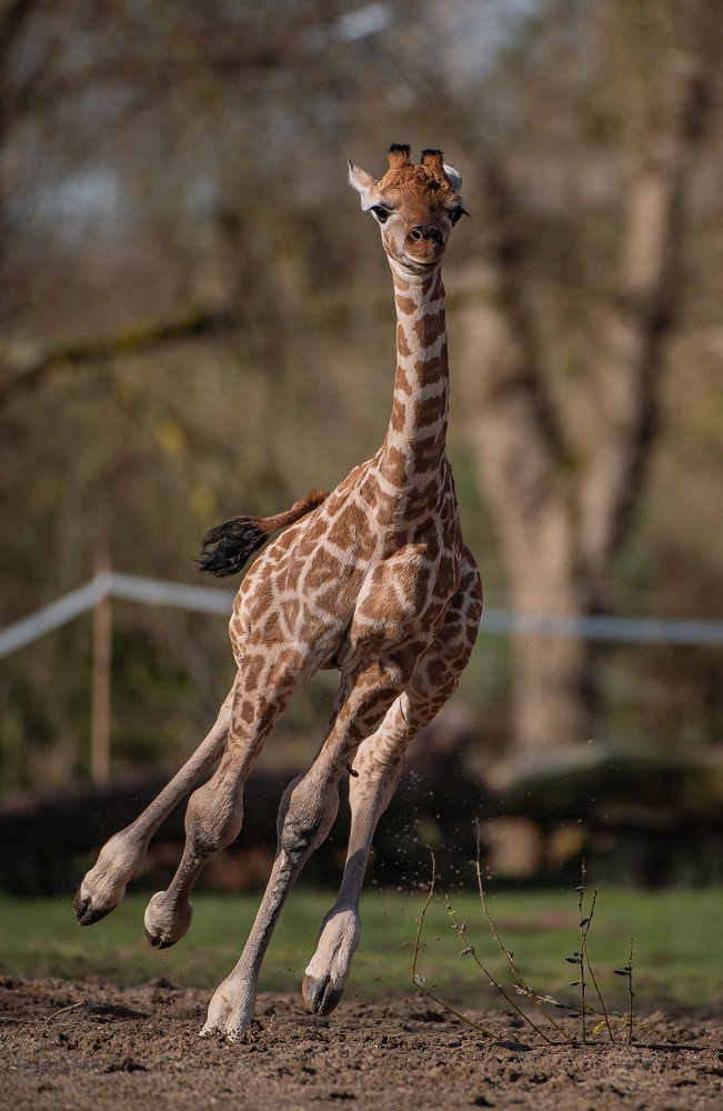 Mburo the giraffe stretches his legs