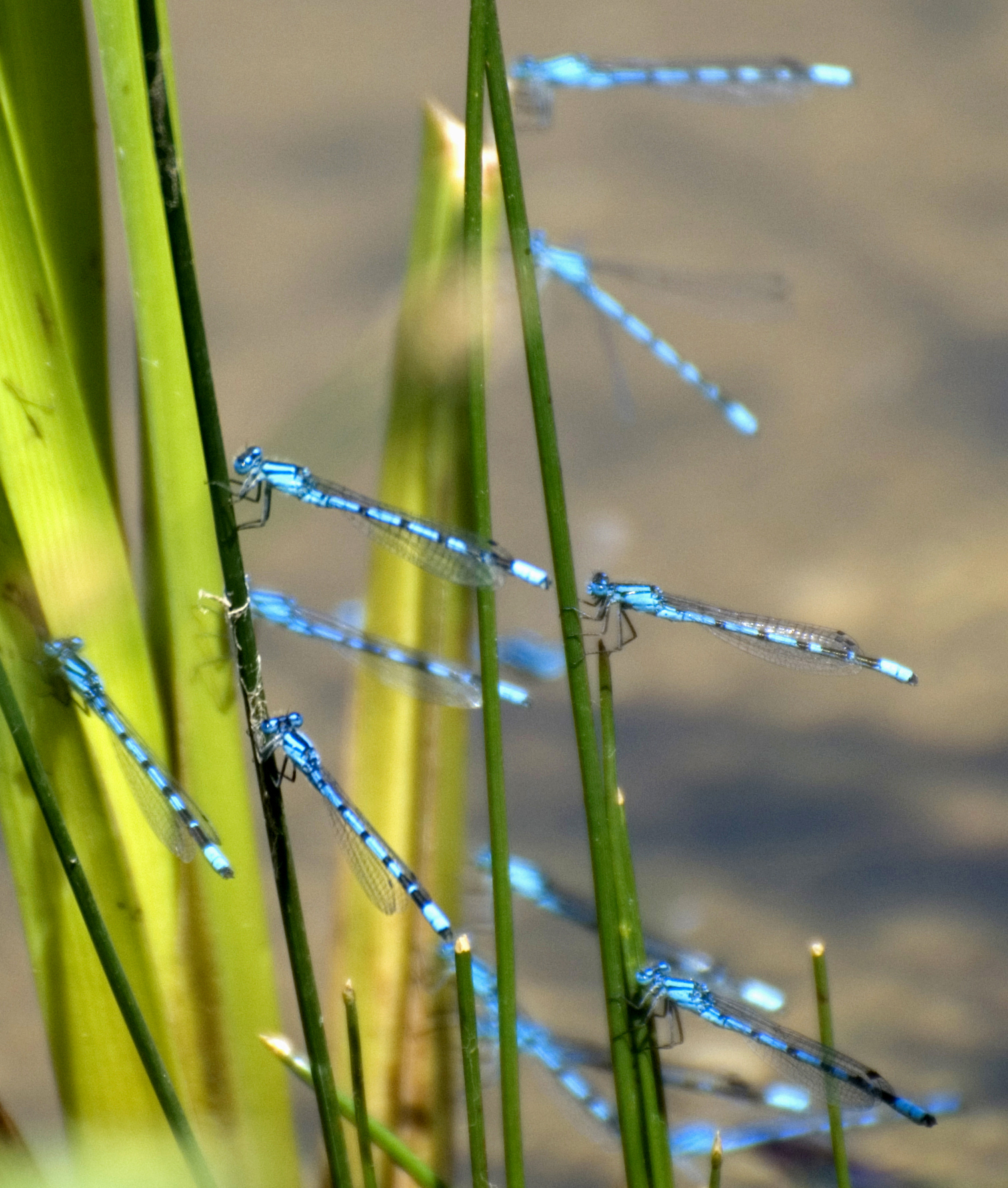 Common blue damselflies are attracted to ponds (Zsuzsanna Bird/RHS/PA)