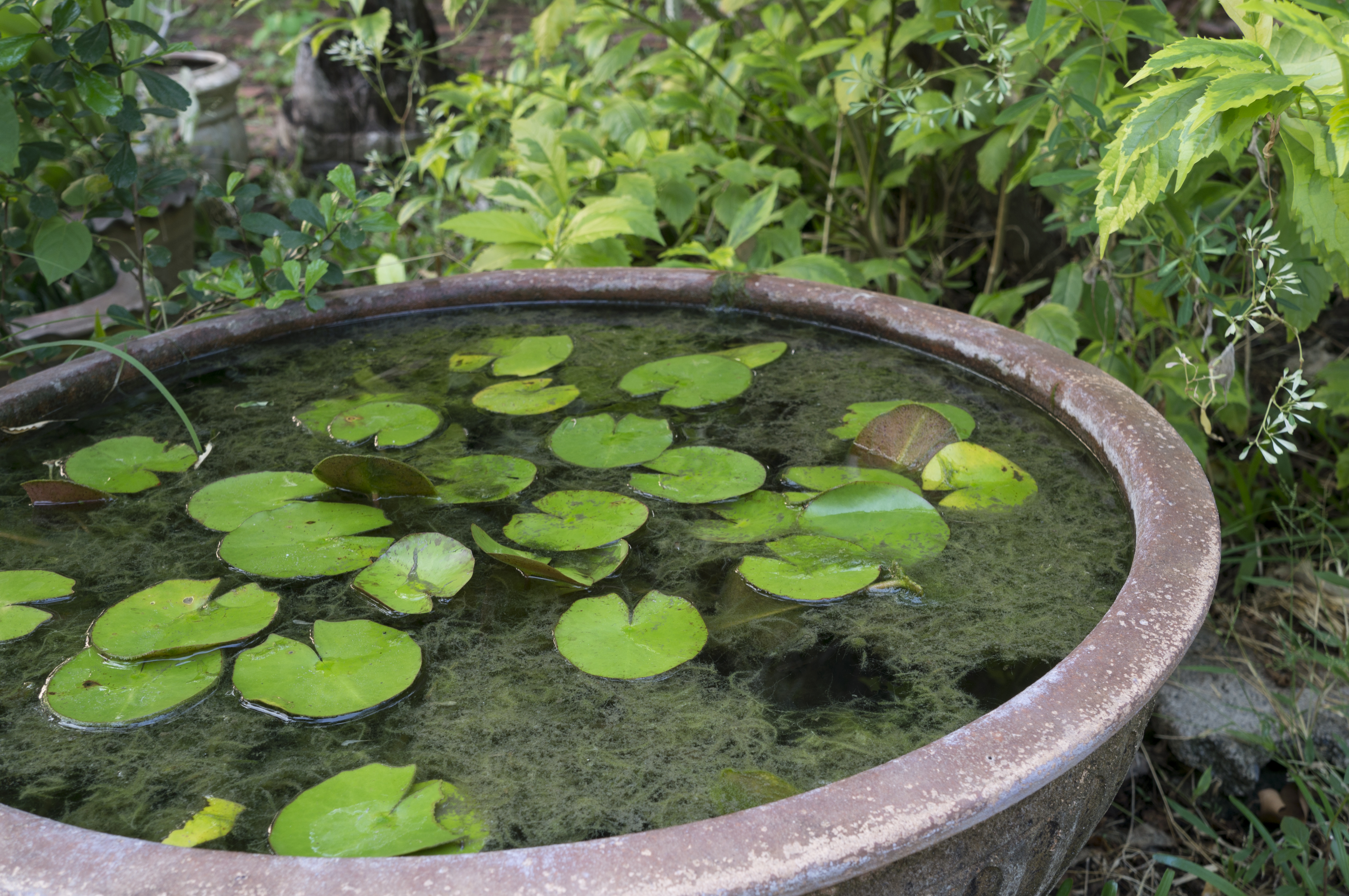 A mini-pond (iStock/PA)