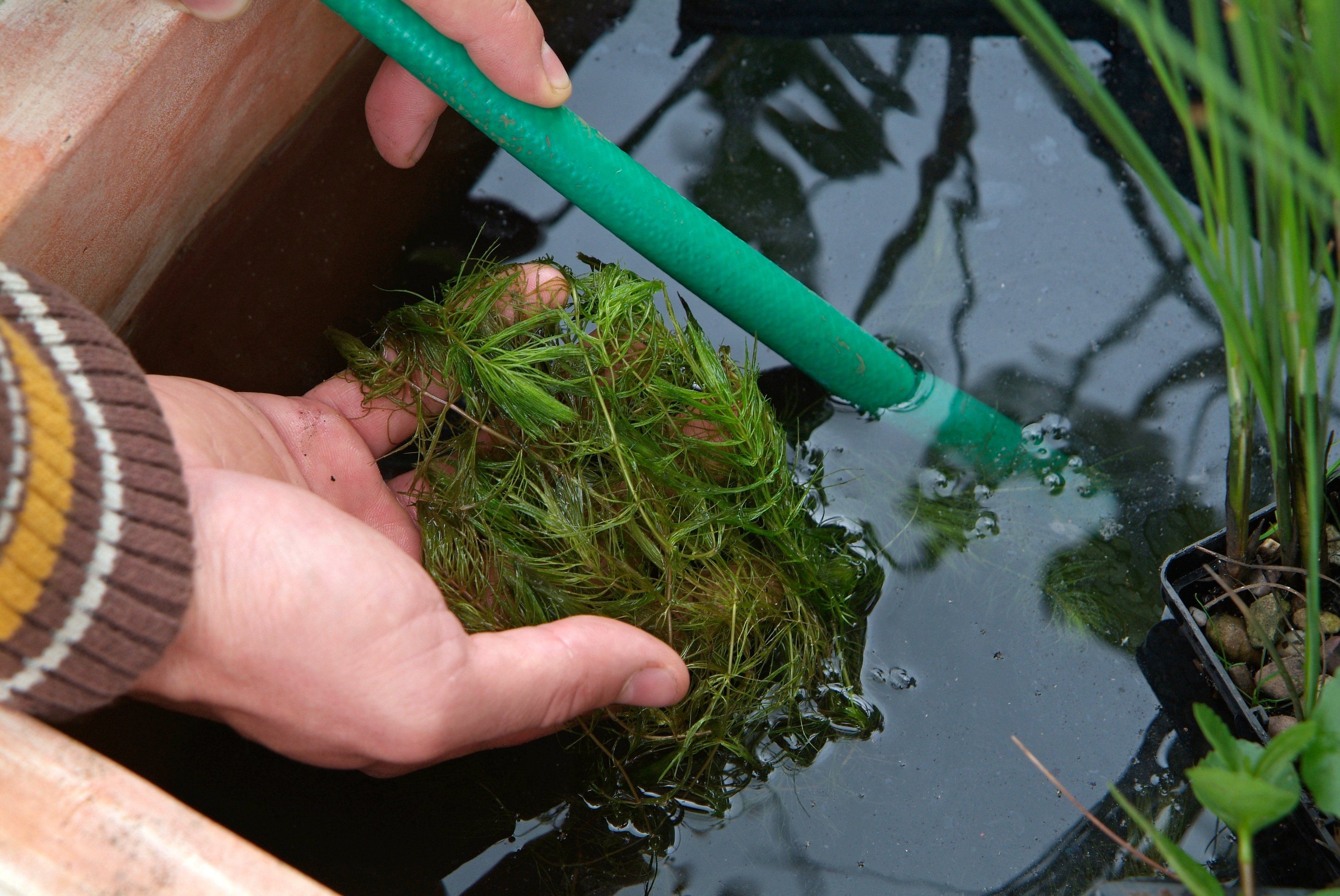 Using rainwater to fill the pond (Tim Sandall/RHS/PA)