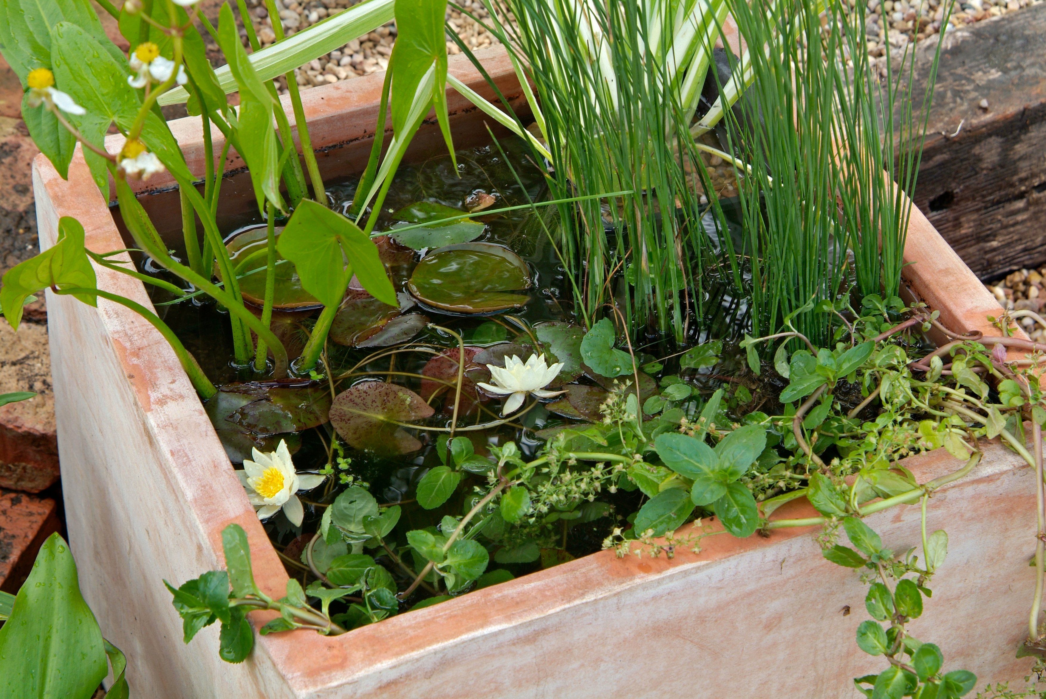 mini-pond (Tim Sandall/RHS/PA)