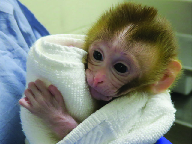 Baby monkey Grady is pictured at two weeks old (OHSU/ PA)