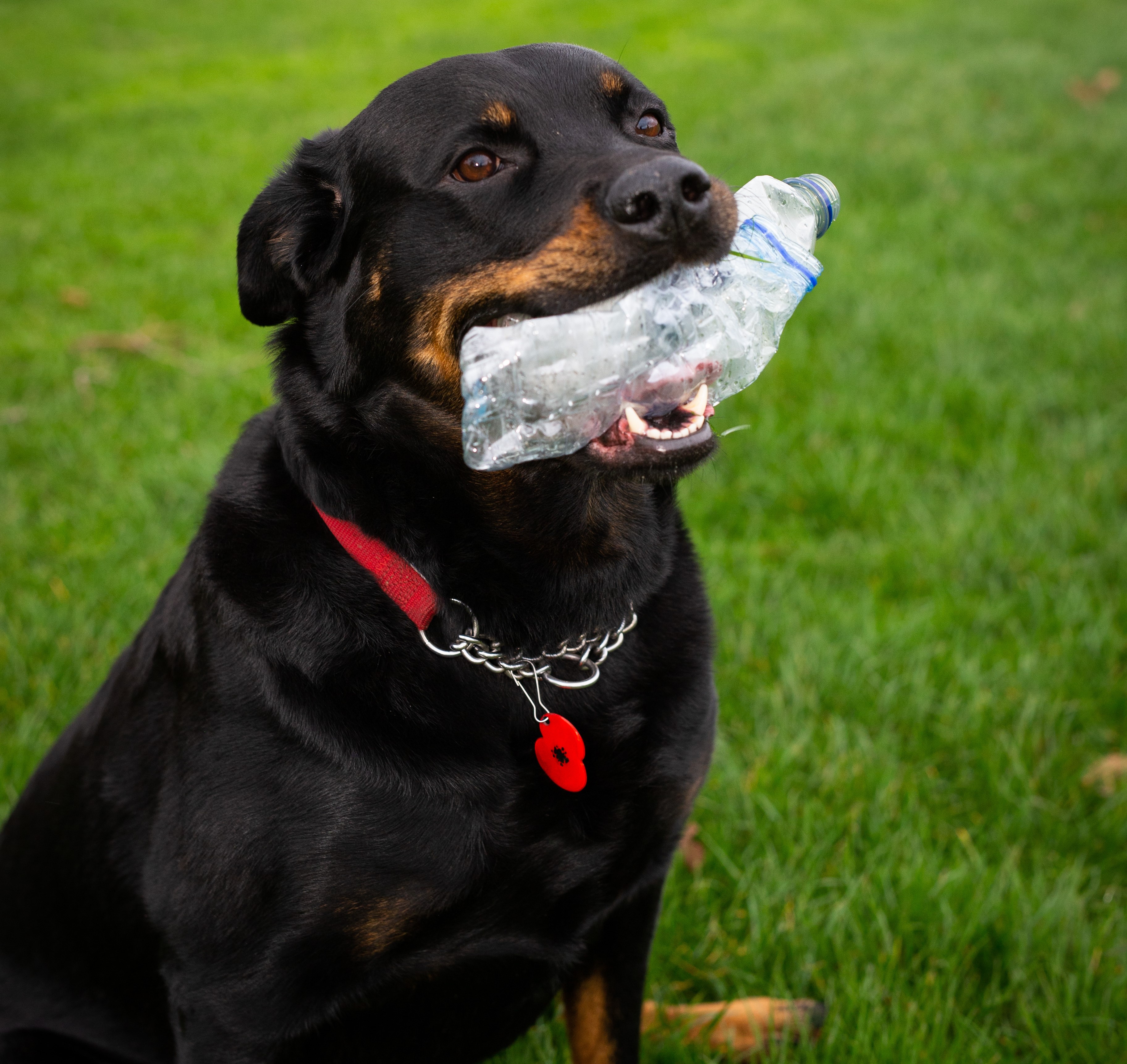 Maggie the litter-picking dog 