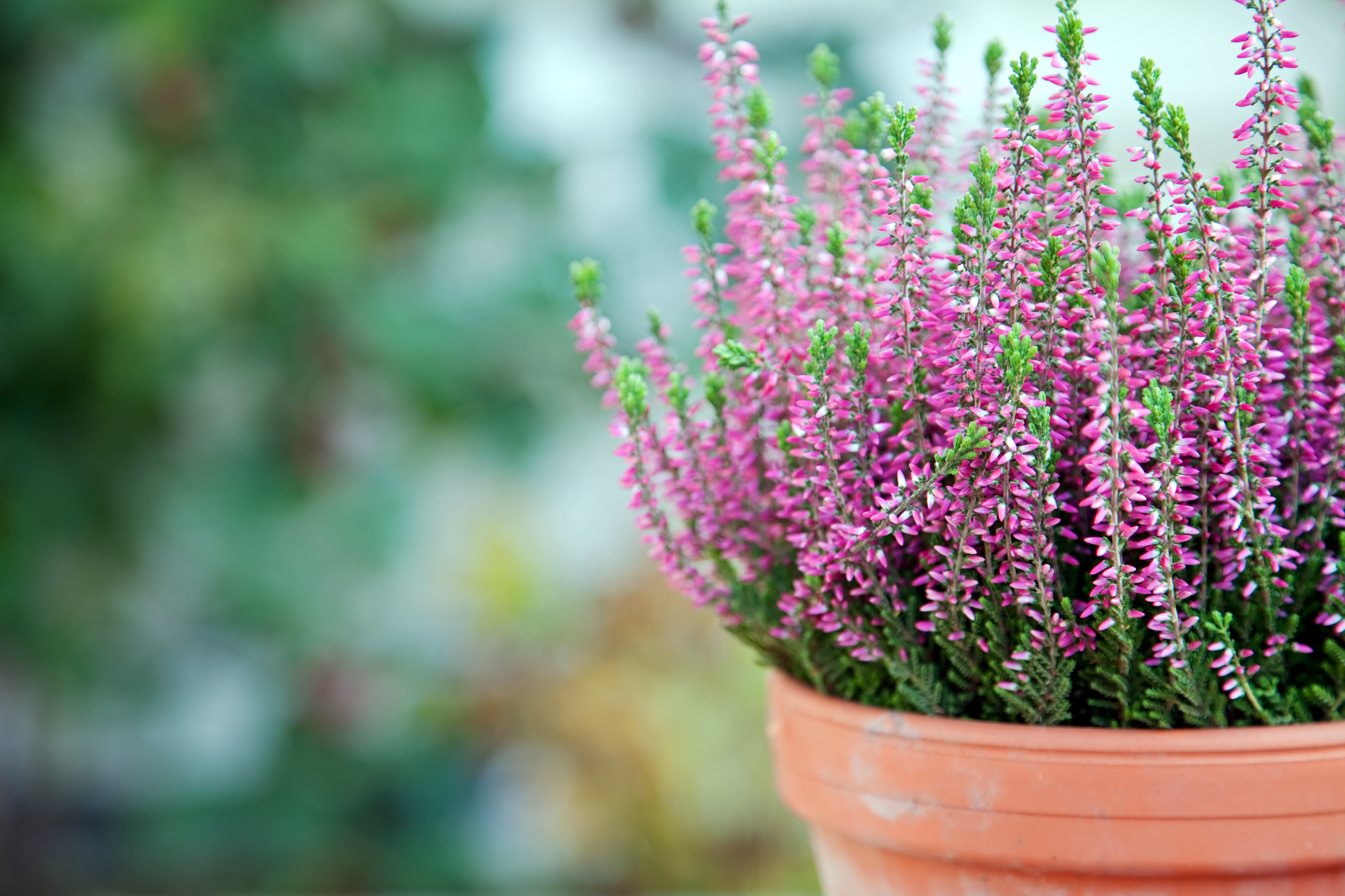 Heather looks great in a pot or in an alpine bed (iStock/PA)