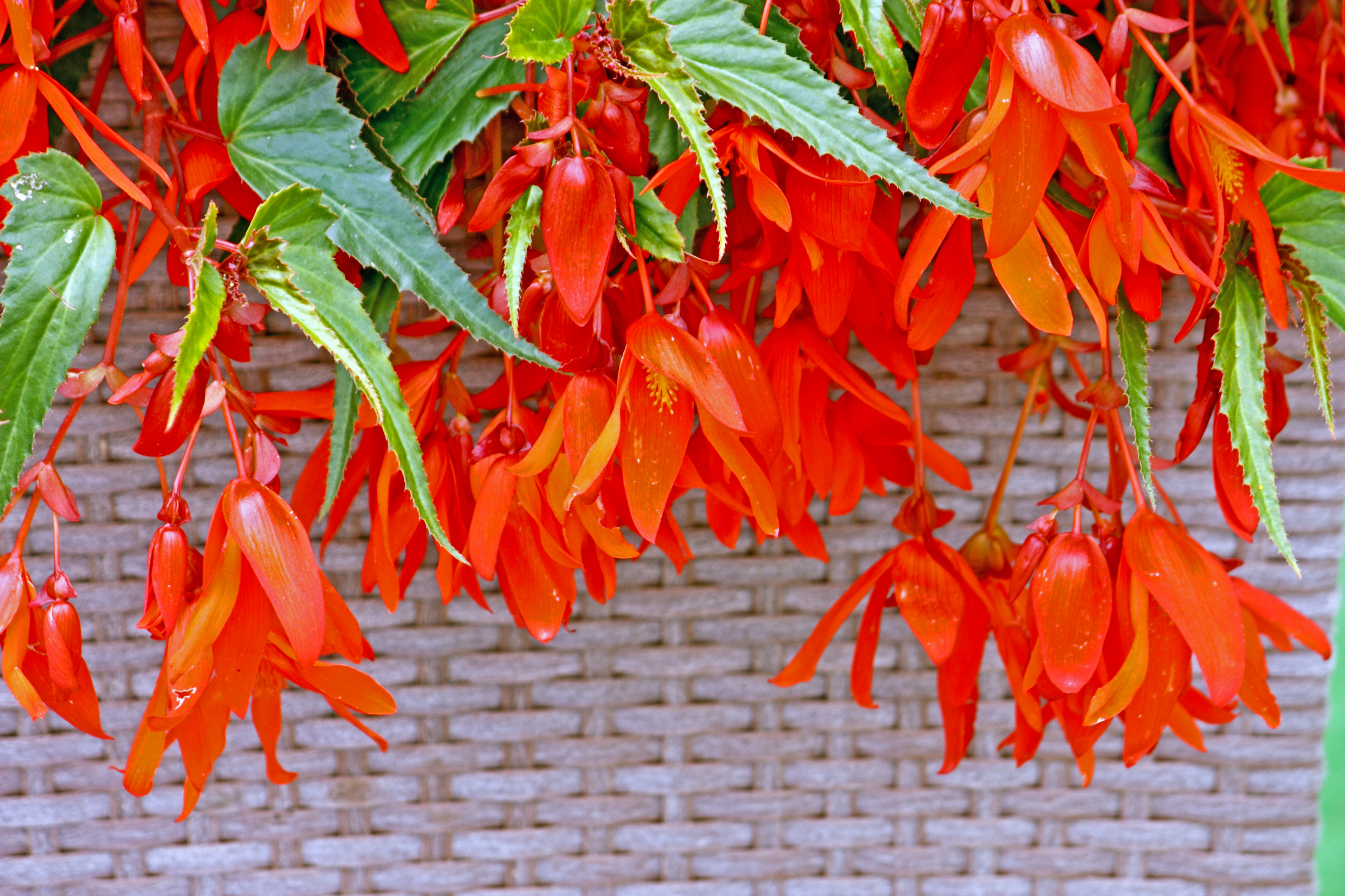 The sizzling Begonia boliviensis is such a cool plant (iStock/PA)
