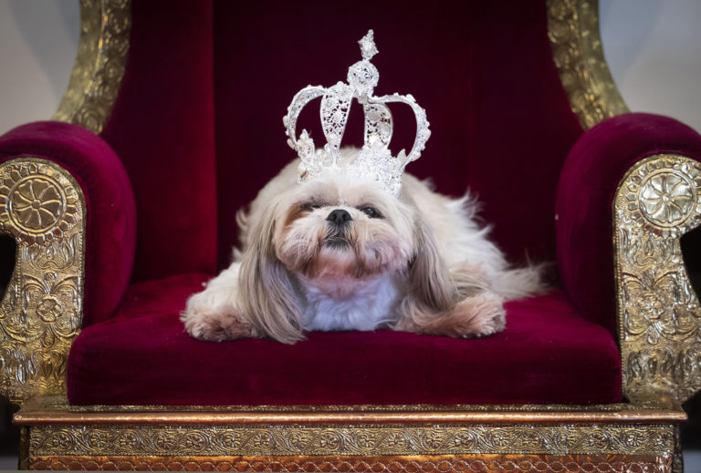 In pictures Dogs wear crowns, tiaras and dresses for Furbabies dog