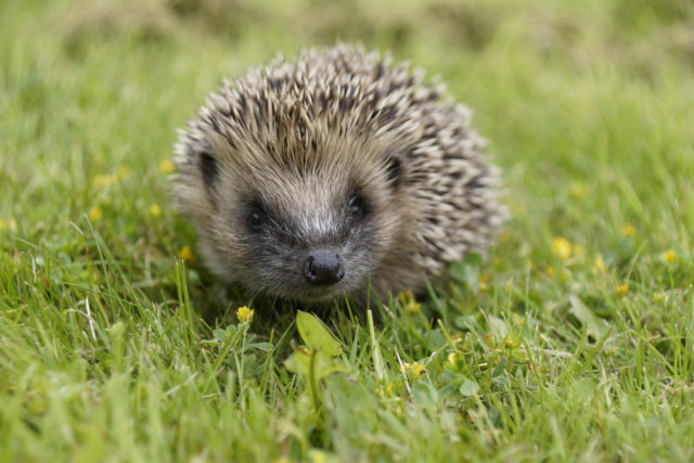 Reports of species such as hedgehogs can aid conservation work (Dave Cooper/Hedgehog Street/PA)