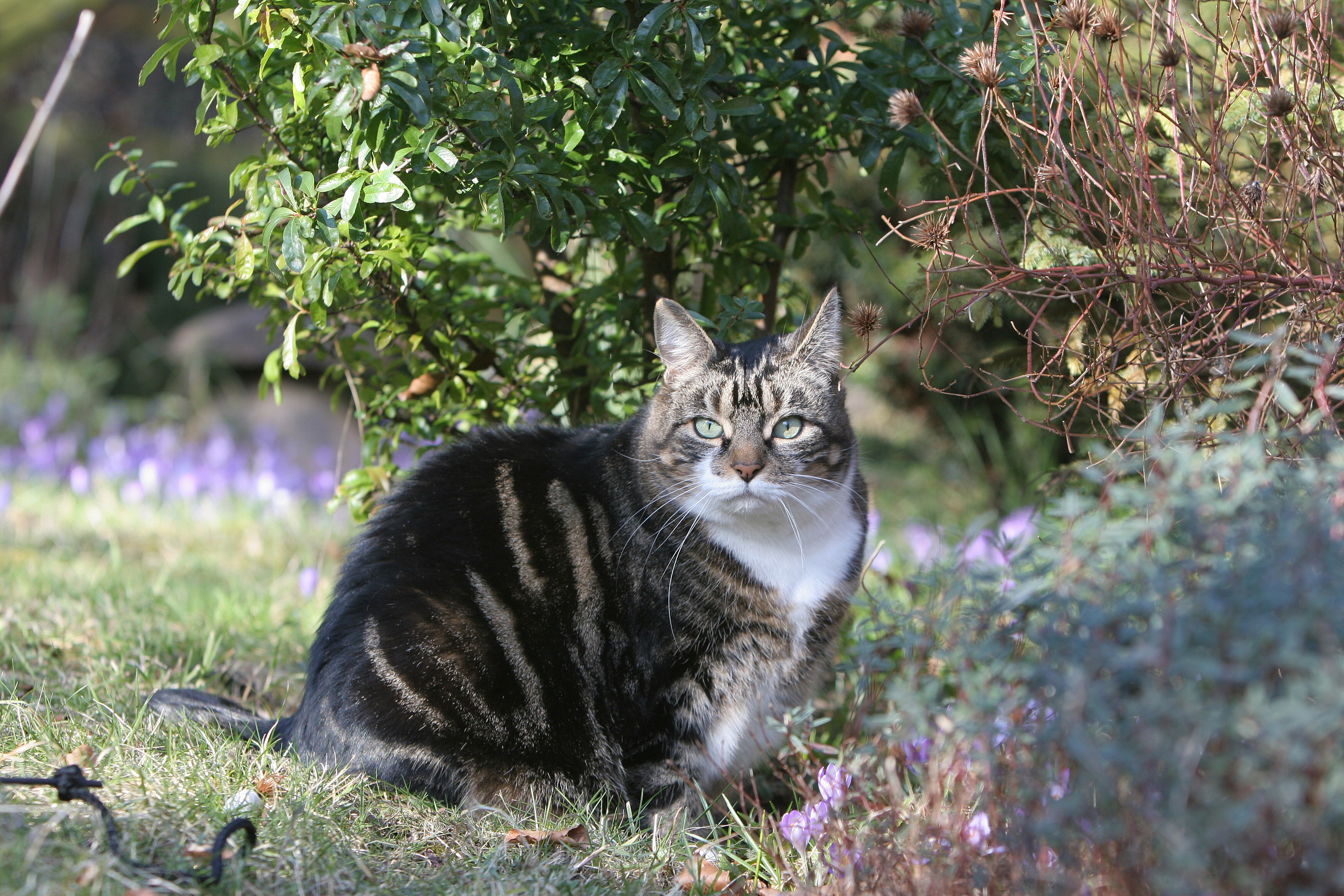 A cat in the garden (Blue Cross/PA)