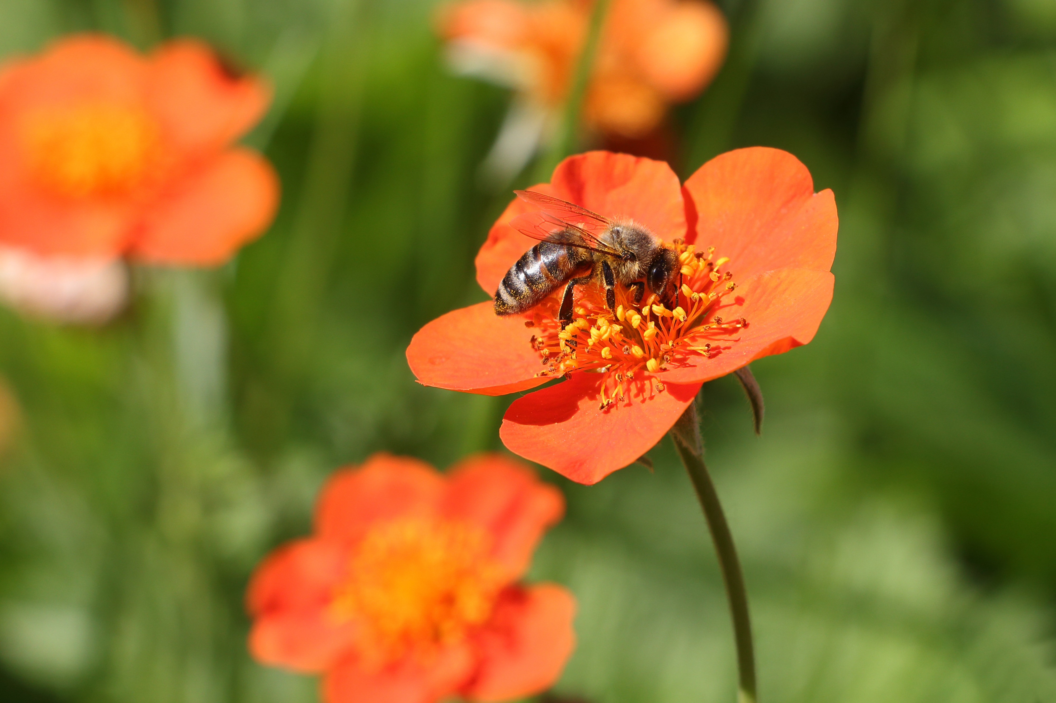 Choose robust plants such as geum (iStock/PA)
