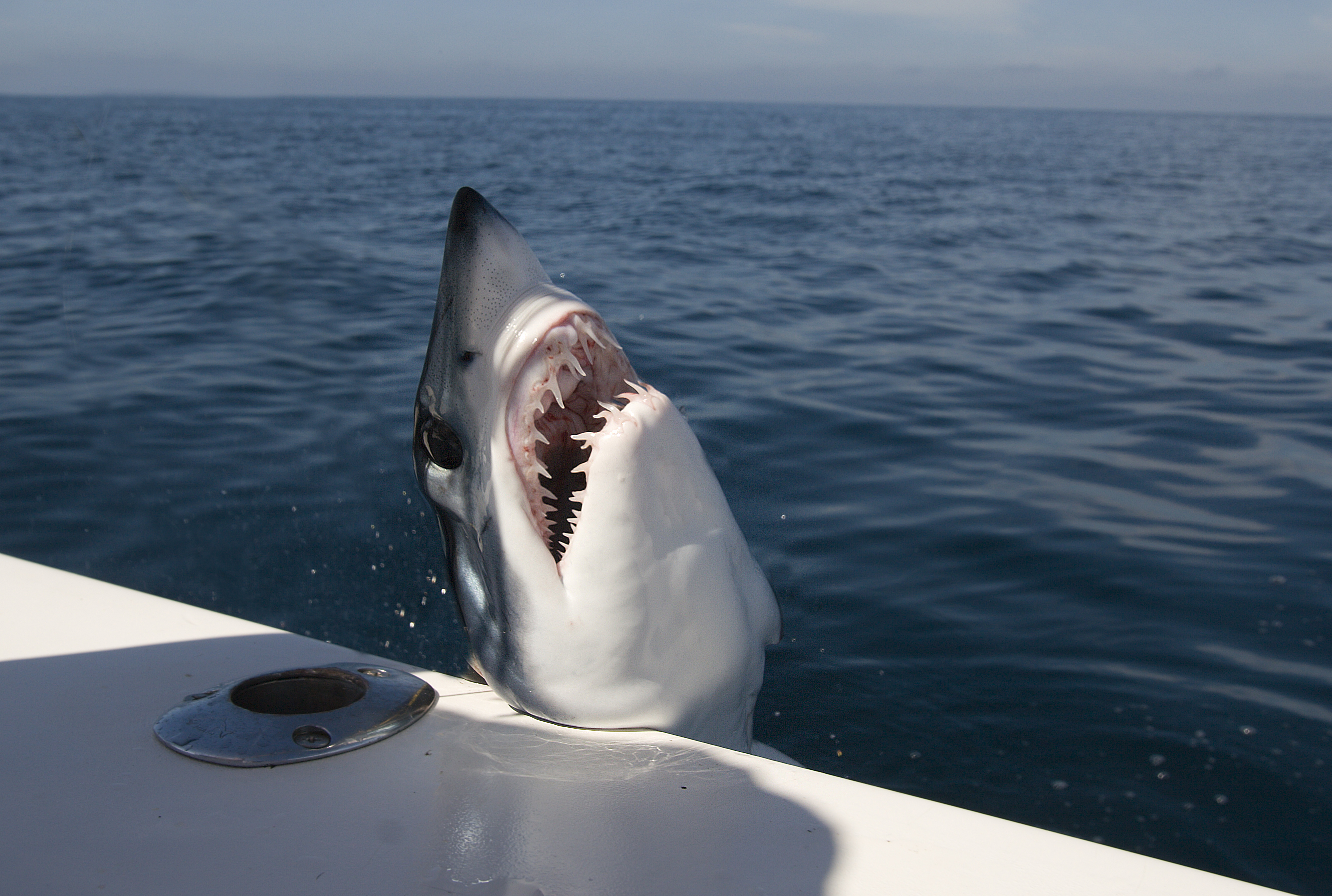 A mako Shark jumping into the boat
