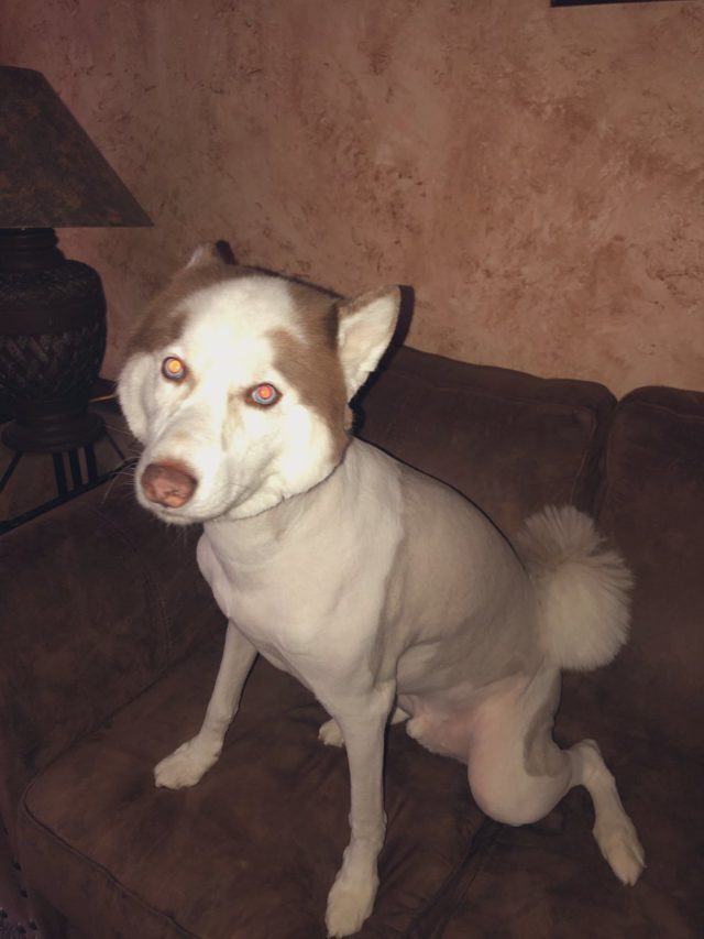 Cutting a husky's store hair