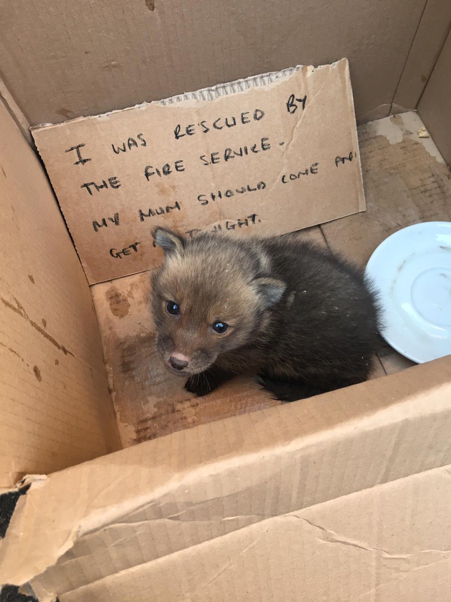 A fox cub rescued by firefighters