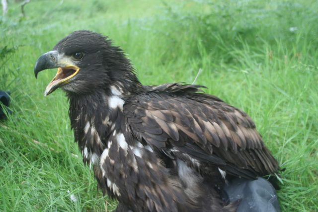 Young birds will be released on the Isle of Wight in the scheme (Roy Dennis Wildlife Foundation/PA)