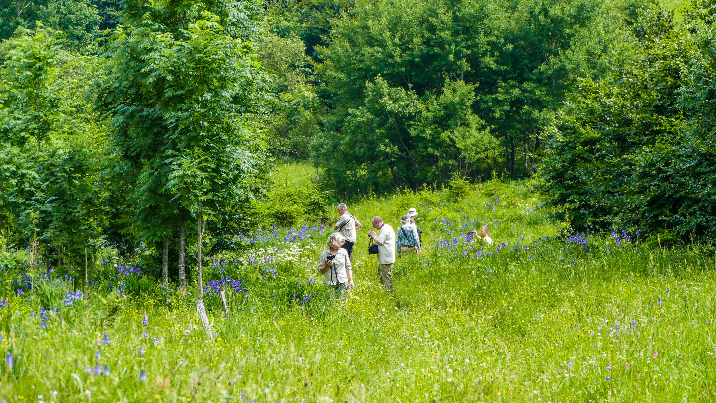 Hikers searching for birds