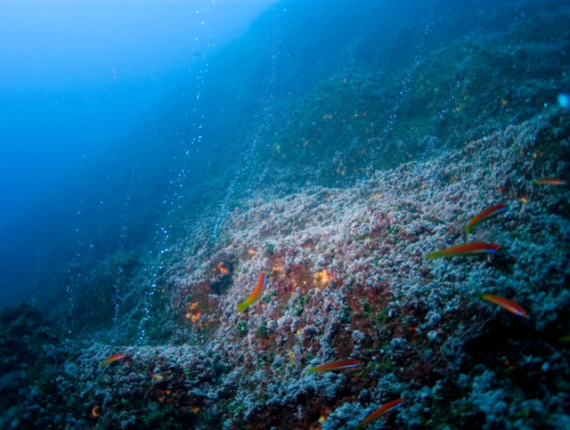 Hydrothermal vents are one of the important habitats in the oceans (Gavin Newman/Greenpeace/PA)