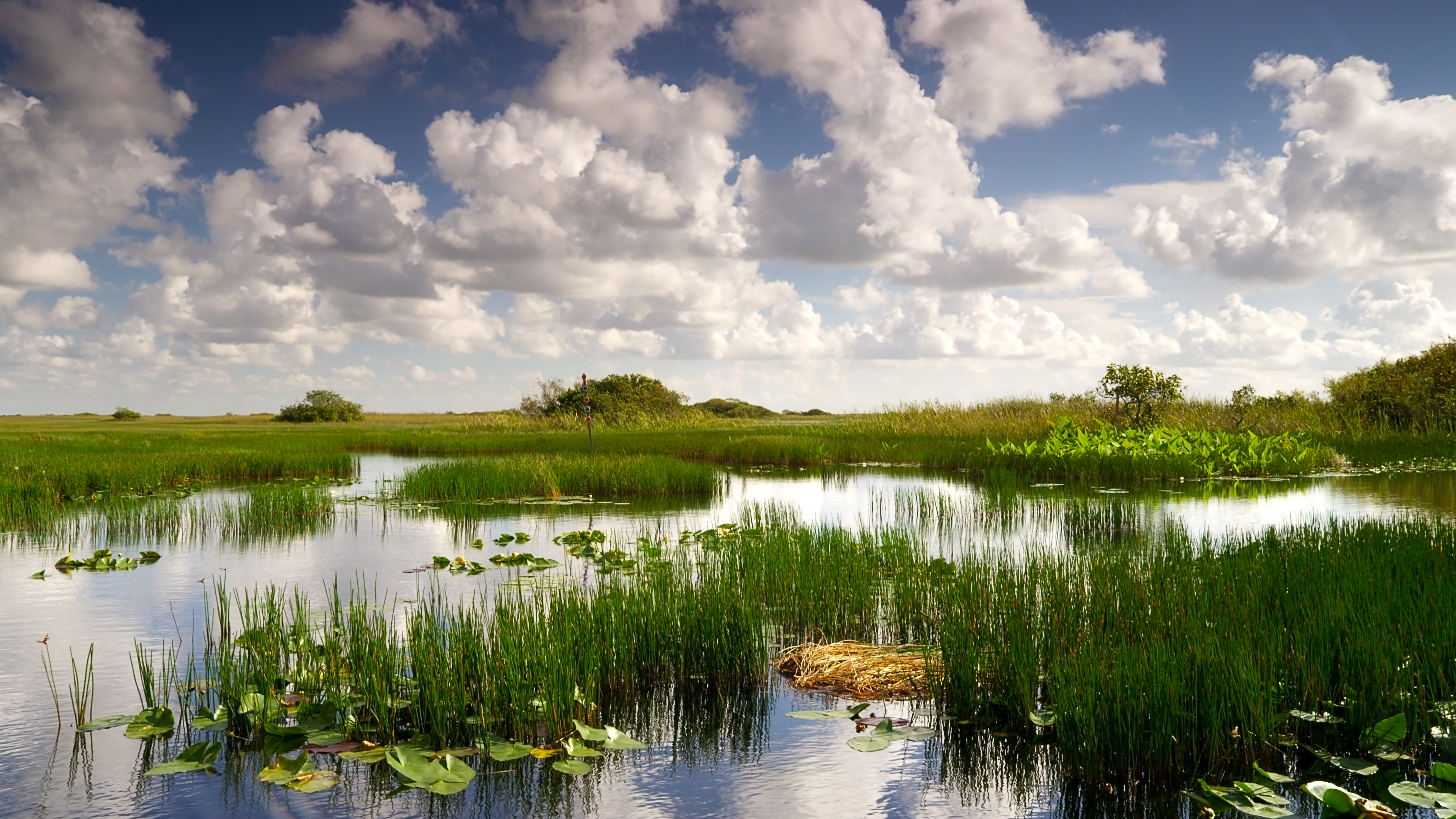 Swamp and wetlands in Big Cypress National Preserve in southern Florida