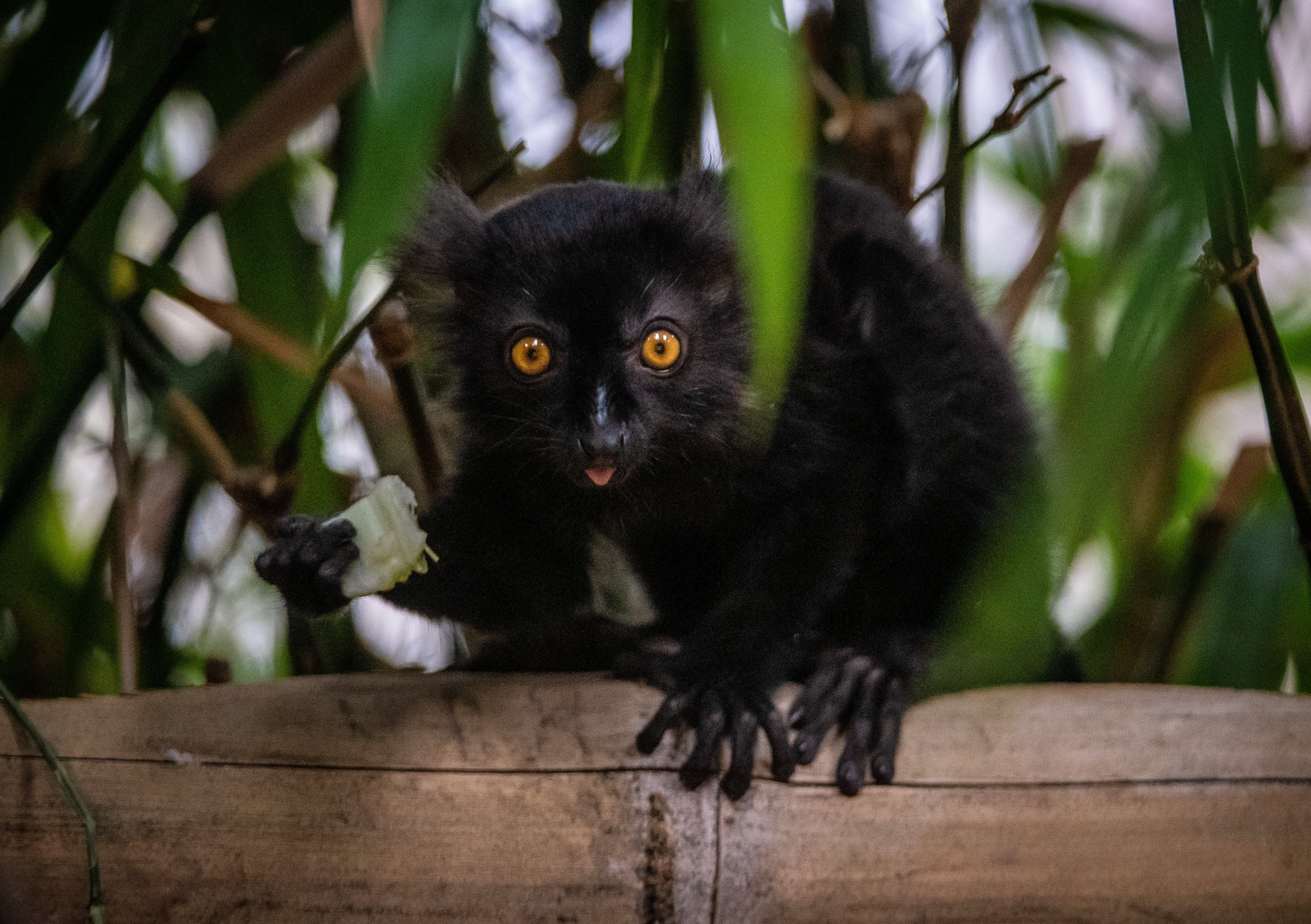 A baby black lemur born at Chester Zoo