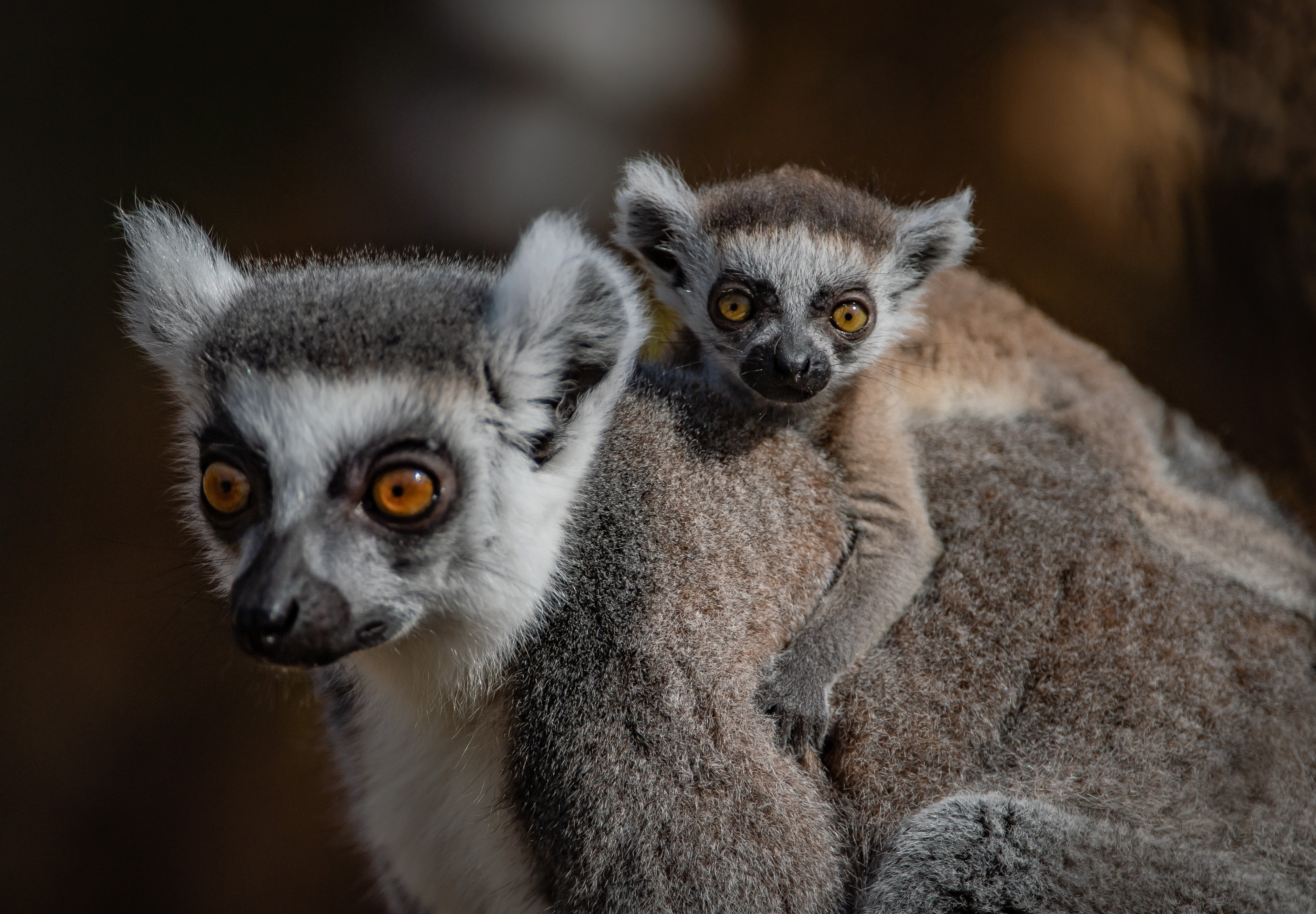 zoo-celebrates-birth-of-six-rare-baby-lemurs-express-star