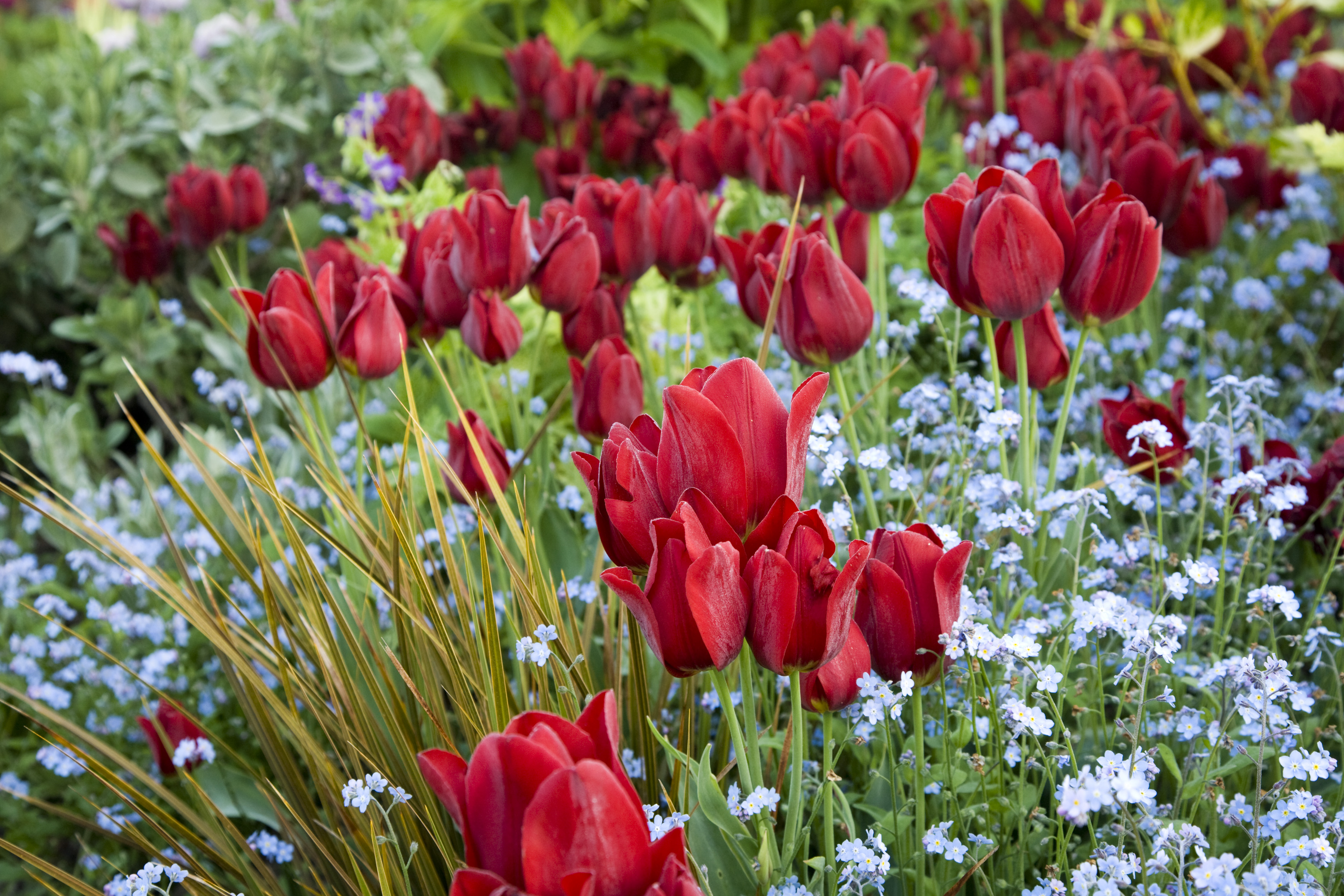 Tulips at Great Dixter (Andrew Lawson/Great Dixter/National Garden Scheme/PA)