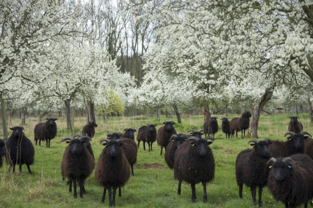 The planting will celebrate Brockhampton's damson heritage (John Miller/National Trust/PA)