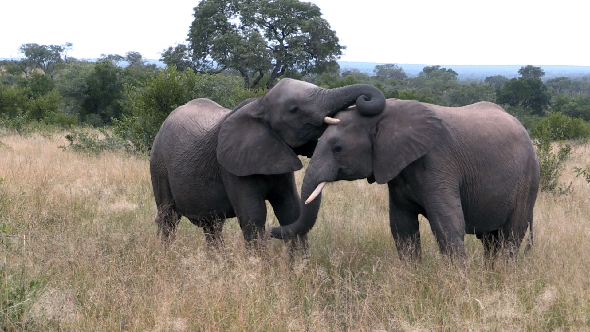 Elephants