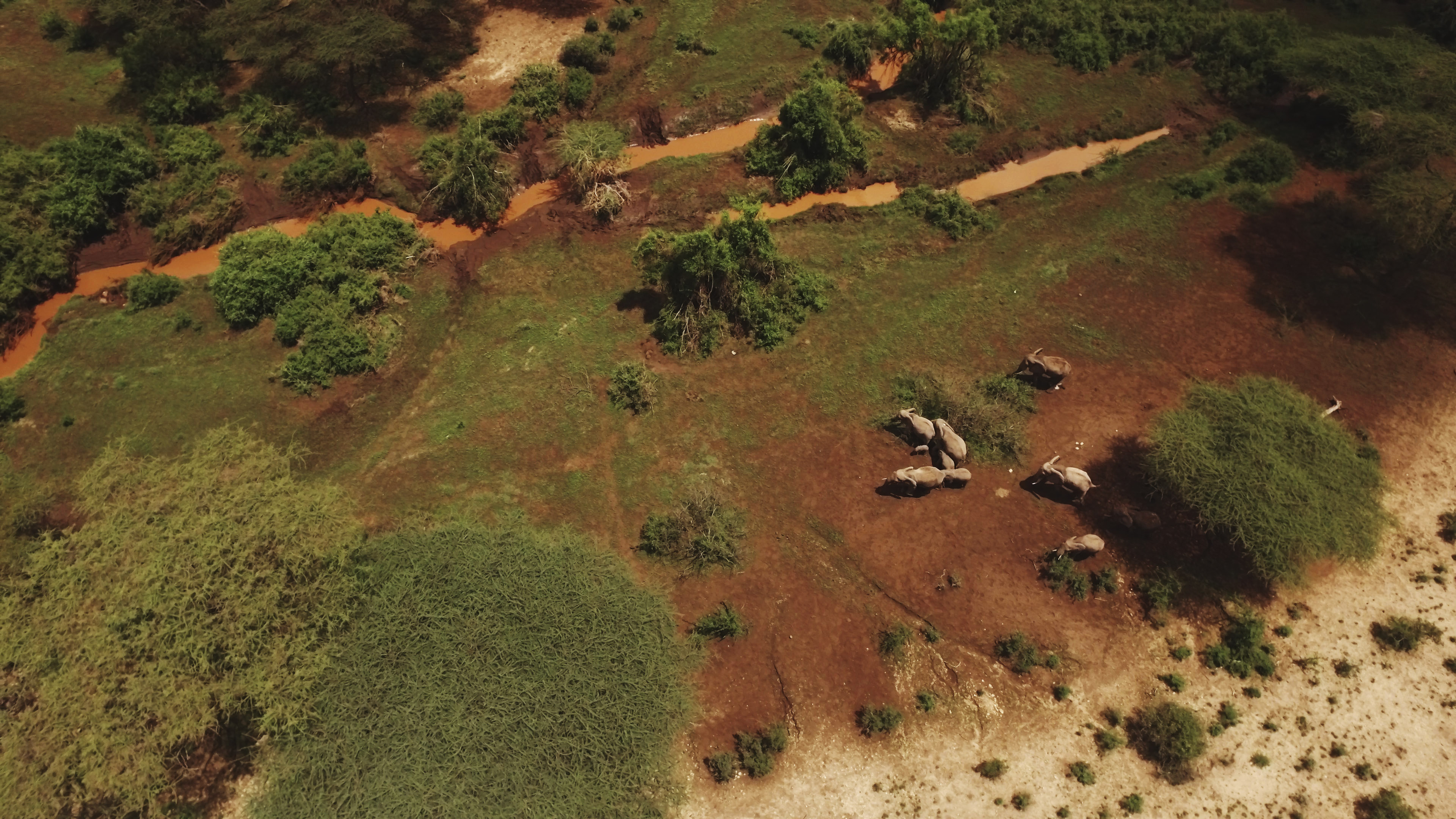 Elephants in Northern Kenya (BBC/PA)