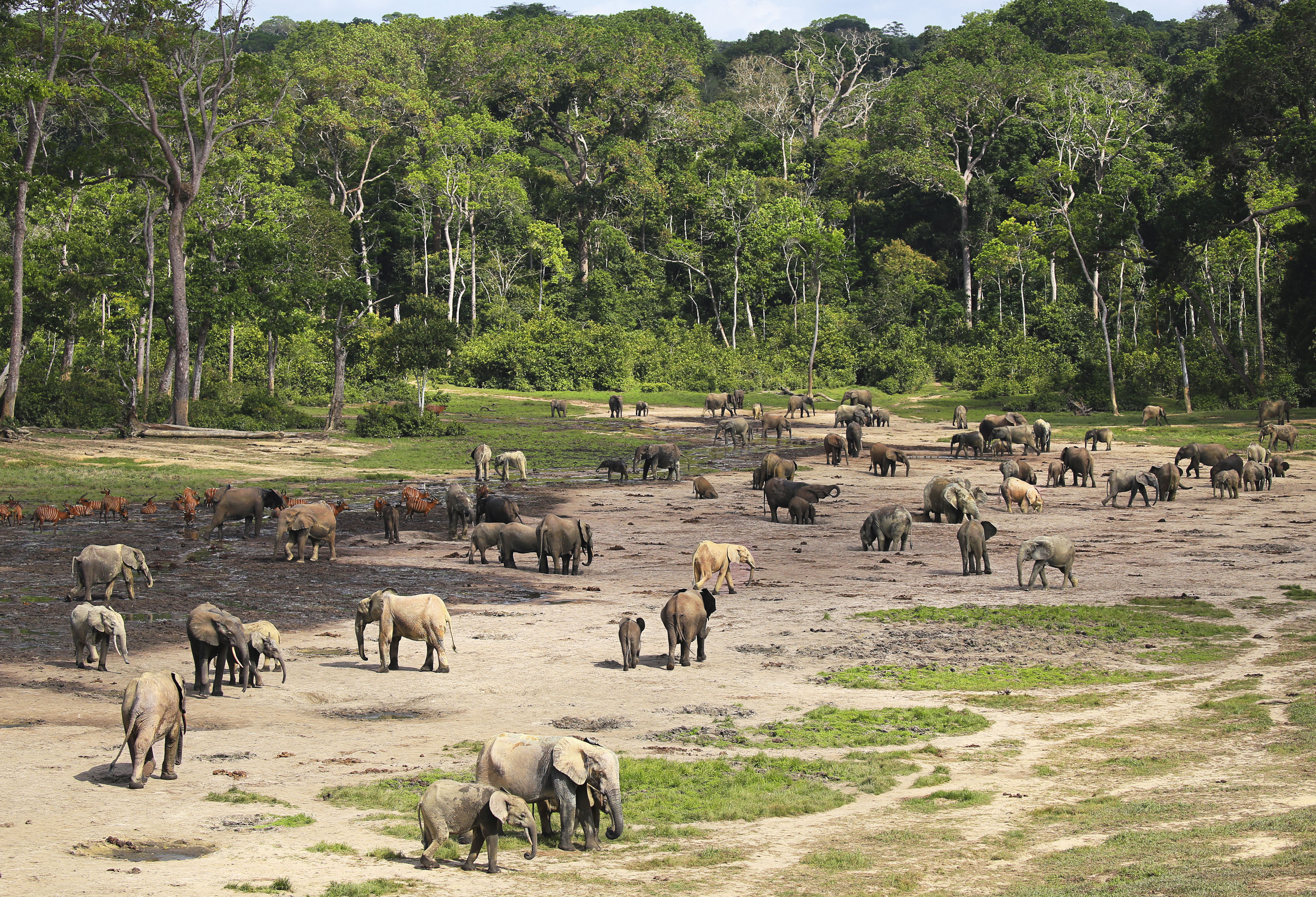 Dozens of Forest Elephants gather at Dzanga Bai in the Central African Republic (Paul Thompson/PA)