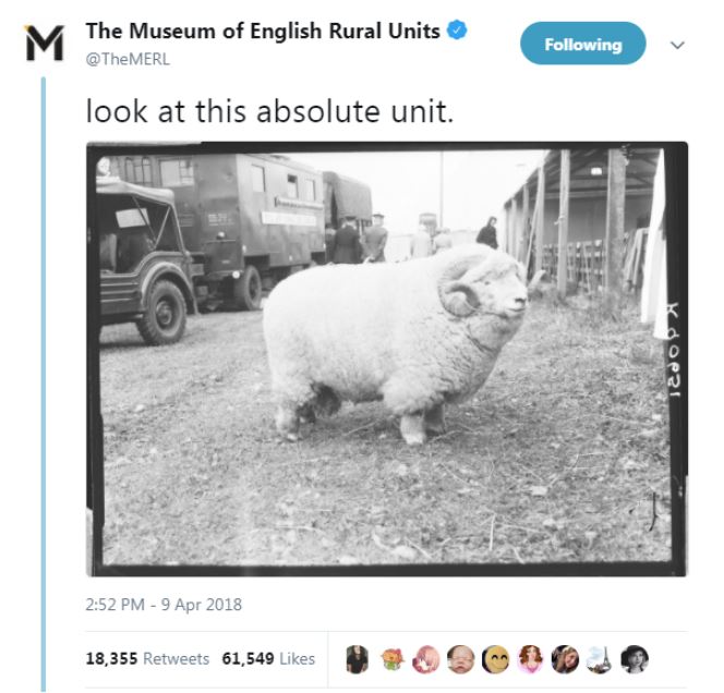 The original 'absolute unit' tweet