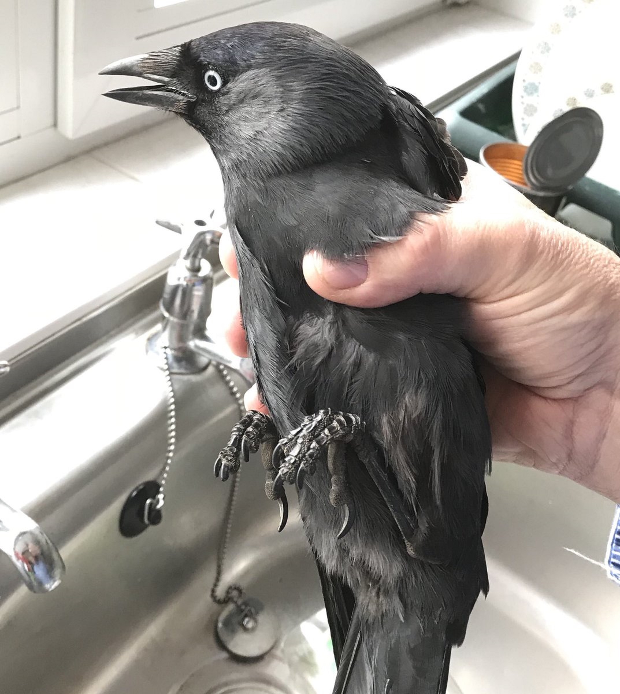 A cheeky jackdaw is held after falling down a chimney
