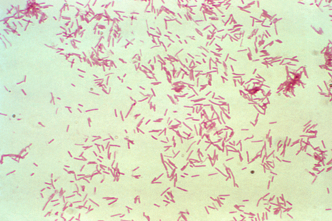 Бактерия spp