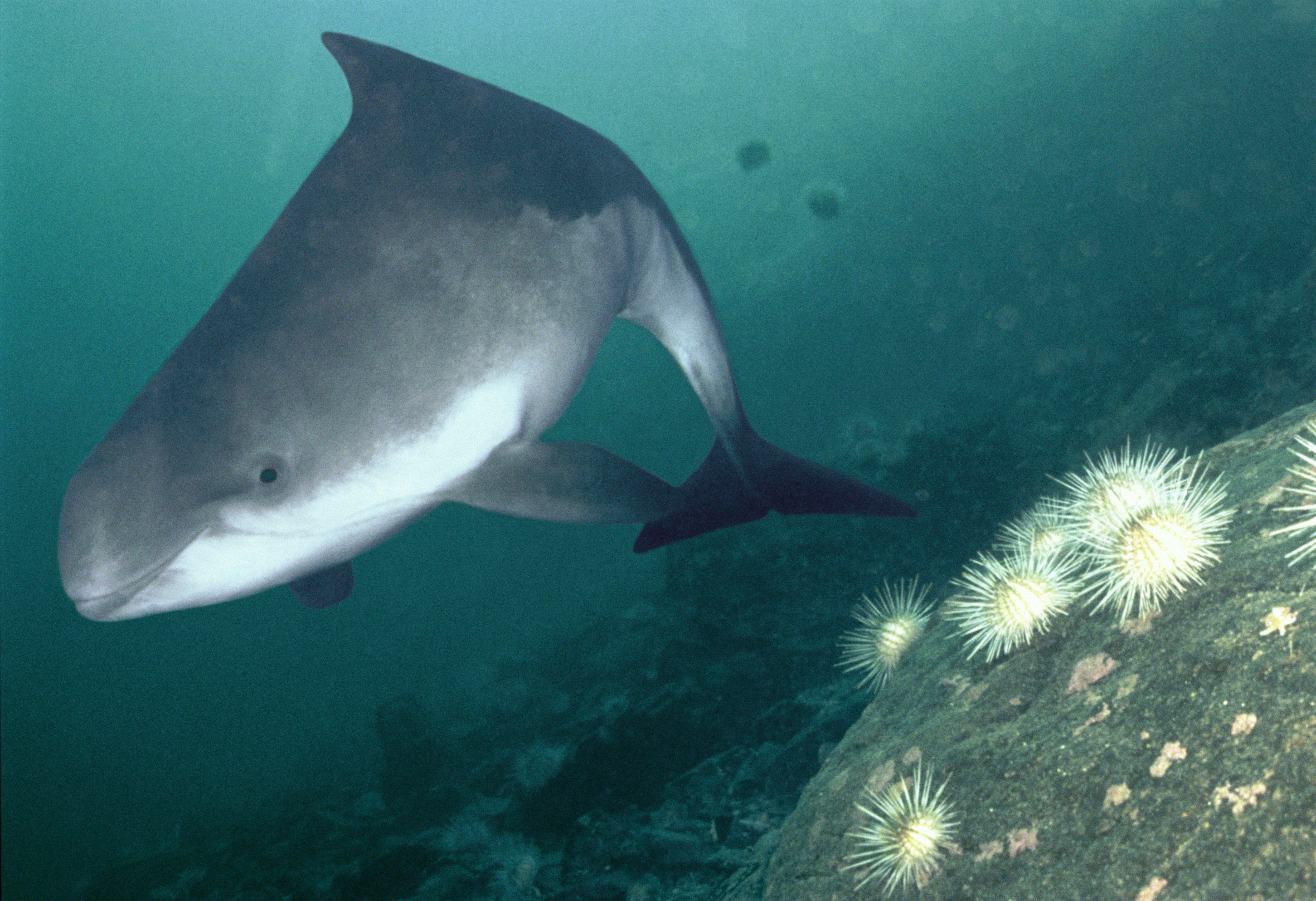 Harbour porpoises are under threat as they get caught in fishing nets (WWF/PA).