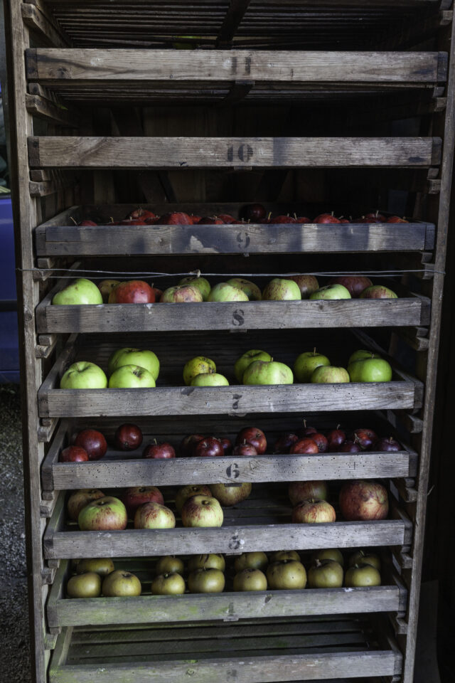 Traditional orchards are also important for conserving heritage fruit varieties (National Trust Images/Steven Haywood/PA)