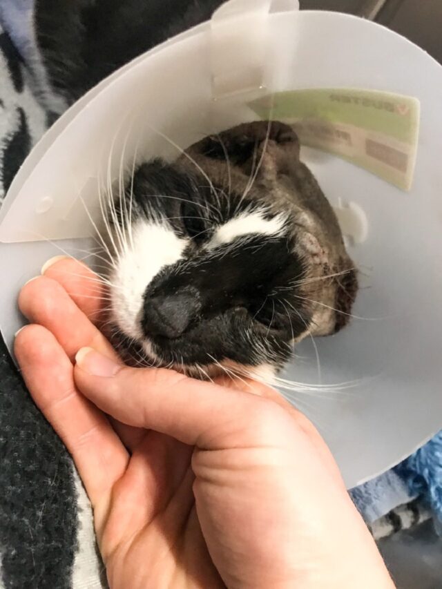 Injured cat Vincent van Gogh (Taverham Vets/PA)